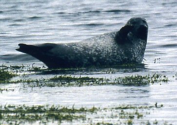 Hindisvik - Foca