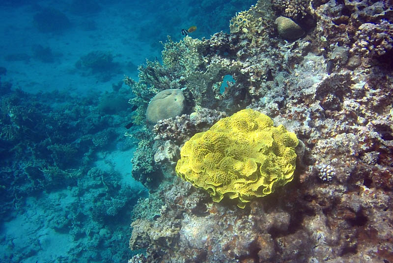 Aqaba - Snorkel en Japanese Garden