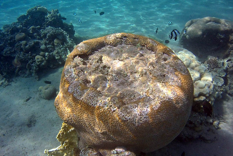 Aqaba - Snorkel