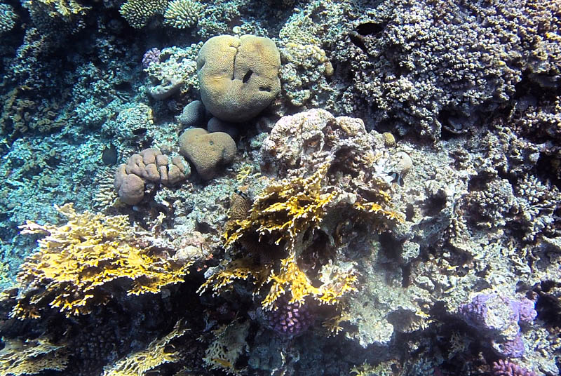 Snorkel en el Mar Rojo