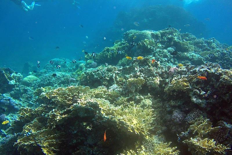 Aqaba - Snorkel en el Mar Rojo